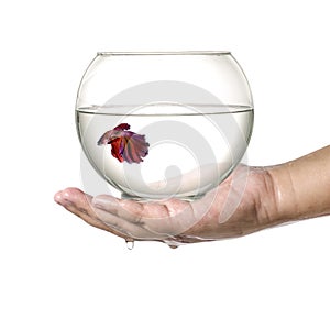Siamese fighting fish in fish bowl, in hand isolated on a white background.