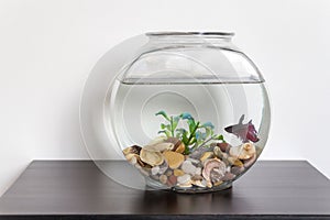 Siamese fighting fish in fish bowl