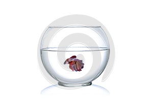 Siamese fighting fish in a fishbowl isolated on white background