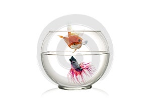 Siamese fighting fish and Golden Fish in fish bowl , in front of white background