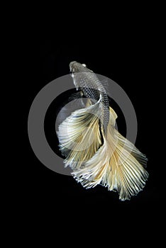 Siamese fighting fish on grey background