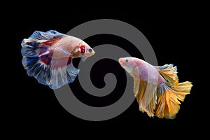 Siamese fighting fish or Half-moon betta fish battle in dark background