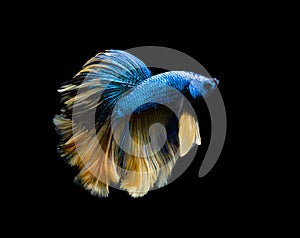 Siamese fighting fish or Half-moon betta fish in dark background