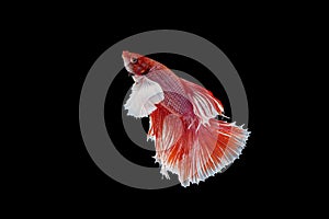 Siamese fighting fish isolated background