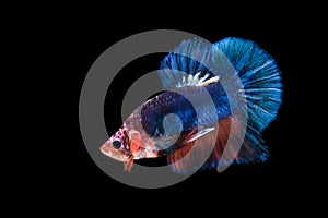 Siamese fighting fish isolated on black background