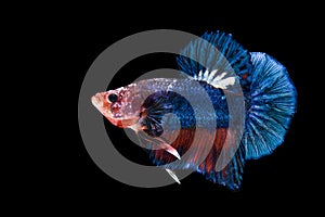 Siamese fighting fish isolated on black background