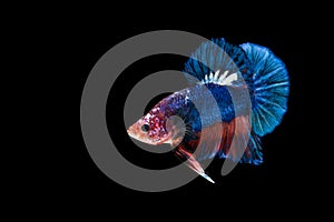 Siamese fighting fish isolated on black background