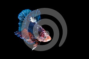 Siamese fighting fish isolated on black background