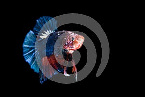 Siamese fighting fish isolated on black background