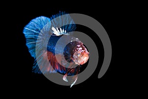 Siamese fighting fish isolated on black background