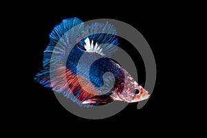 Siamese fighting fish isolated on black background