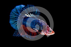 Siamese fighting fish isolated on black background