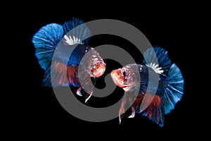 Siamese fighting fish isolated on black background