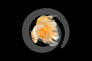 Siamese fighting fish isolated on black background. Fish gold color. Betta Fish yellow on black Background. Black isolate