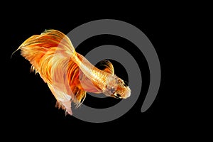 Siamese fighting fish isolated on black background. Fish gold color. Betta Fish yellow on black Background. Black isolate. Space