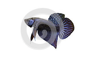 Siamese Fighting Fish isolated with white background and clipping path.