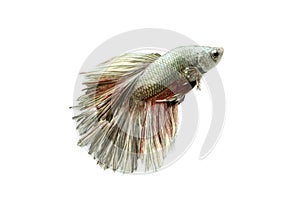 Siamese Fighting Fish isolated on white : Clipping path included.