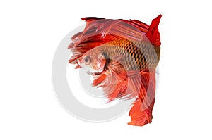 Siamese Fighting Fish isolated on white : Clipping path included.