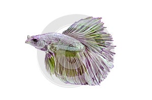 Siamese Fighting Fish isolated on white : Clipping path included.