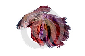 Siamese Fighting Fish isolated on white : Clipping path included.