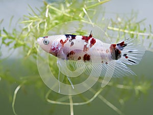 Siamese fighting fish (koi style)