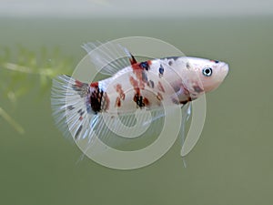 Siamese fighting fish (koi style)