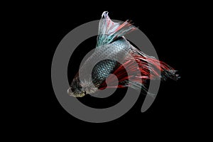 Siamese fighting fish in movement isolated