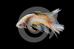 Siamese fighting fish in movement isolated