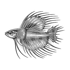 Siamese Fighting Fish raster Engraved Illustration