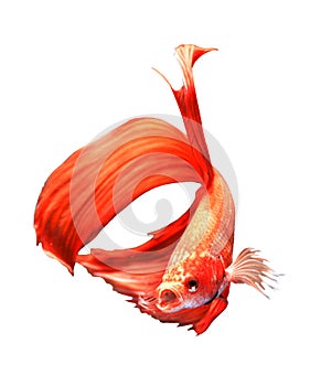 Siamese Fighting Fish