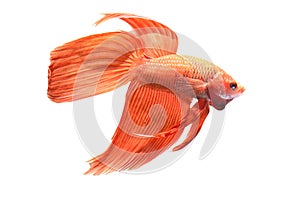 Siamese Fighting Fish