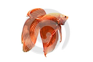 Siamese Fighting Fish