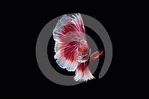 Siamese fighting fish, Ruby-White, betta fish on black background.
