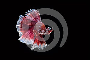 Siamese fighting fish, Ruby-White, betta fish on black background.