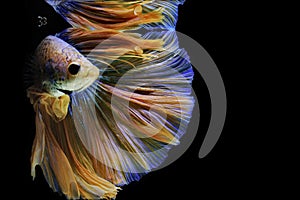 Siamese fighting fish, yellew fish, black background Betta splendens, Betta Fish, Halfmoon Betta photo