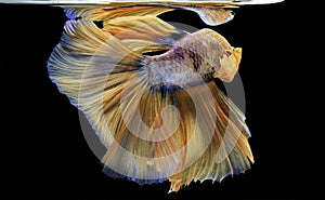 Siamese fighting fish, yellew fish, black background Betta splendens, Betta Fish, Halfmoon Betta photo