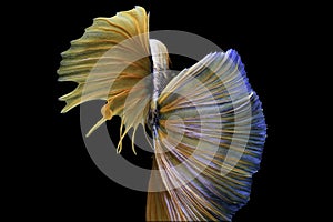 Siamese fighting fish, yellew fish, black background Betta splendens, Betta Fish, Halfmoon Betta photo