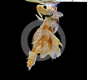 Siamese fighting fish, yellew fish, black background Betta splendens, Betta Fish, Halfmoon Betta photo