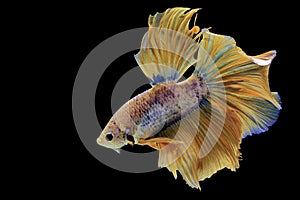 Siamese fighting fish, yellew fish, black background Betta splendens, Betta Fish, Halfmoon Betta photo