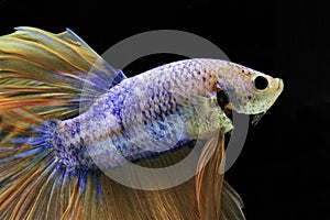 Siamese fighting fish, yellew fish, black background Betta splendens, Betta Fish, Halfmoon Betta photo