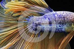 Siamese fighting fish, yellew fish, black background Betta splendens, Betta Fish, Halfmoon Betta photo