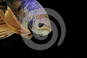 Siamese fighting fish, yellew fish, black background Betta splendens, Betta Fish, Halfmoon Betta photo