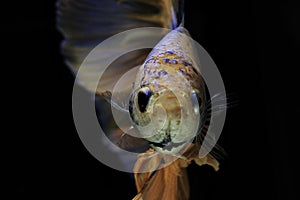 Siamese fighting fish, yellew fish, black background Betta splendens, Betta Fish, Halfmoon Betta photo