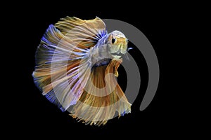 Siamese fighting fish, yellew fish, black background Betta splendens, Betta Fish, Halfmoon Betta photo