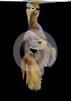 Siamese fighting fish, yellew fish, black background Betta splendens, Betta Fish, Halfmoon Betta photo