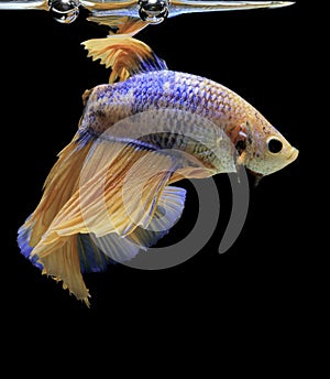 Siamese fighting fish, yellew fish, black background Betta splendens, Betta Fish, Halfmoon Betta photo