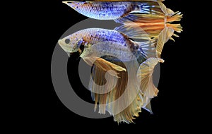 Siamese fighting fish, yellew fish, black background Betta splendens, Betta Fish, Halfmoon Betta photo