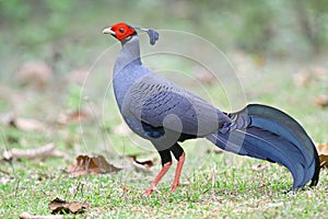 Siamese Fireback