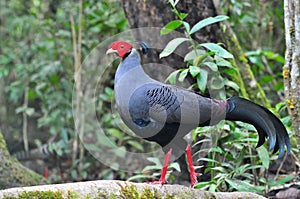Siamese fireback bird