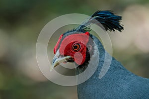 Siamese fireback or Diard`s fireback